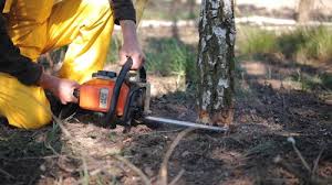 Trusted Lone Jack, MO  Tree Services Experts